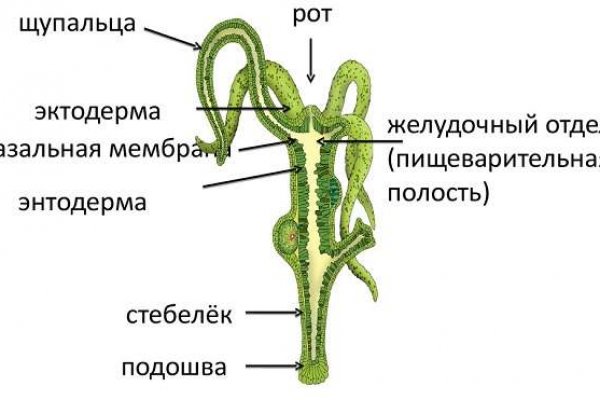 Блэкспрут онион правильная ссылка